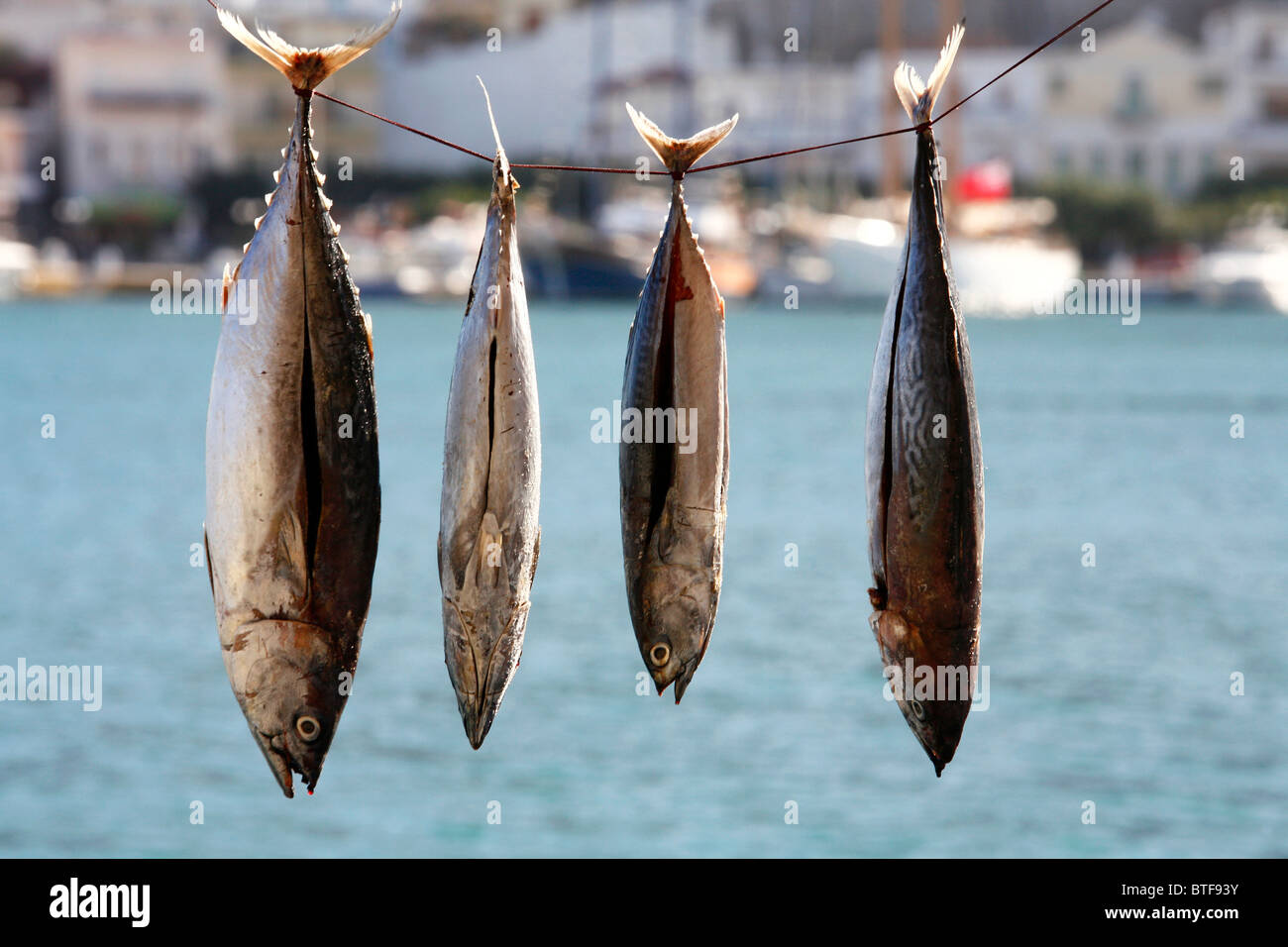 Frisch Cought Fisch, Kalymnos, Griechenland, Stockfoto