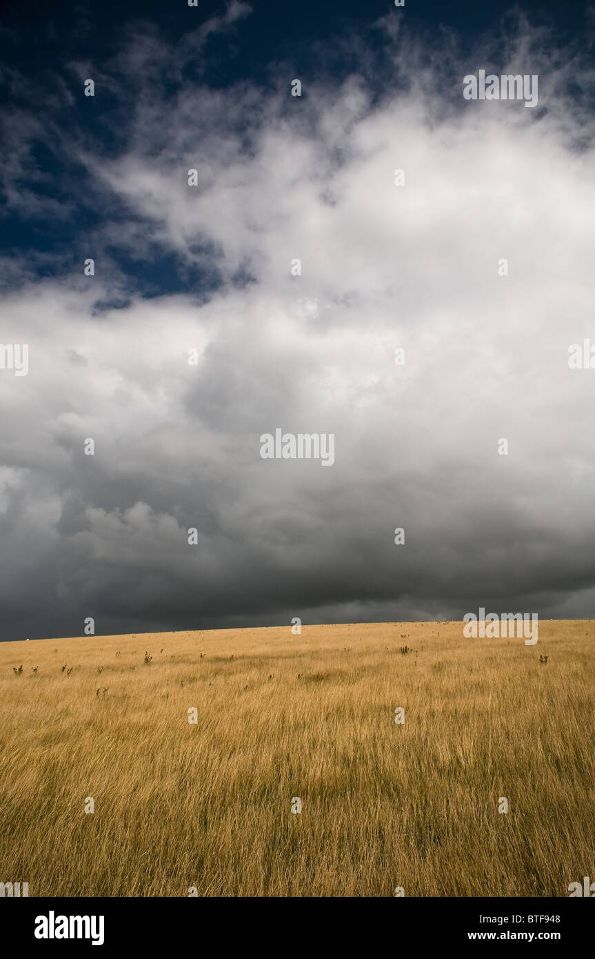 Sturmwolken sammeln über ein Weizenfeld auf den South Downs, West Sussex, UK Stockfoto