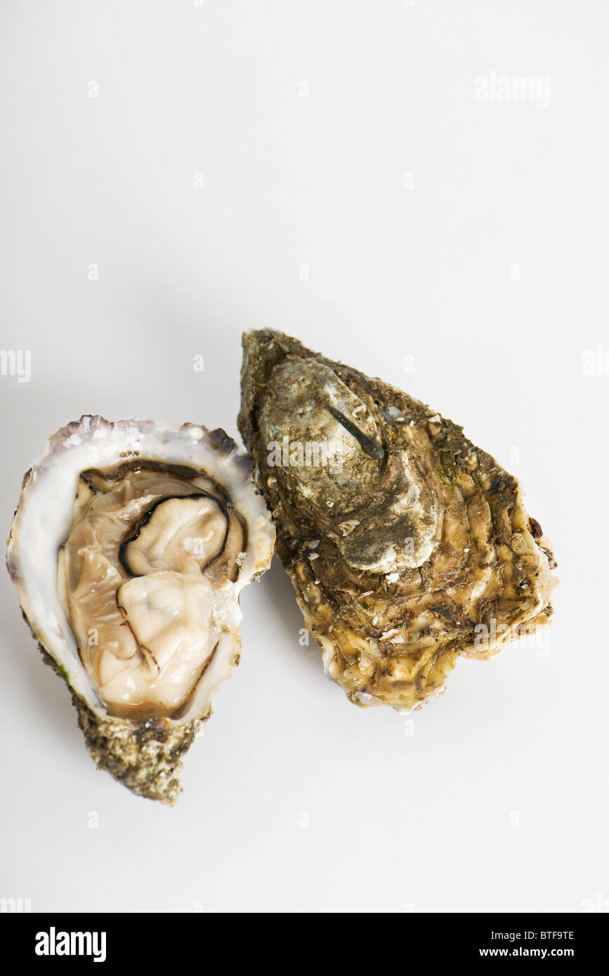 Frische rohe Austern Stockfoto