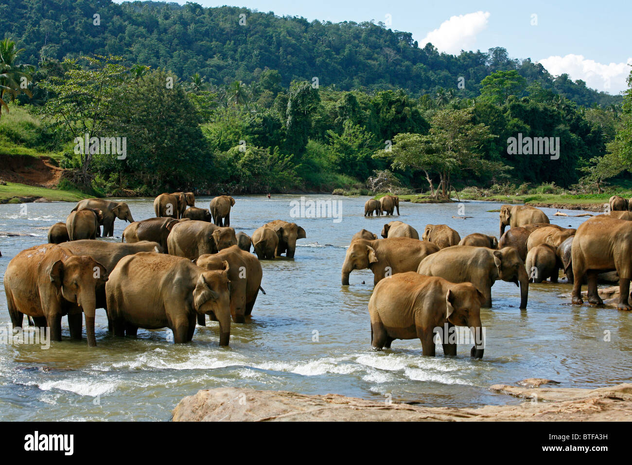 Elefanten Baden im Fluss bei Pinnawela Elephant Orphanage, Sri Lanka. Stockfoto