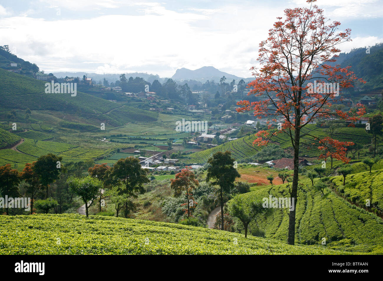 Häuser und Teeplantagen in Nuwara Eliya, Sri Lanka. Stockfoto