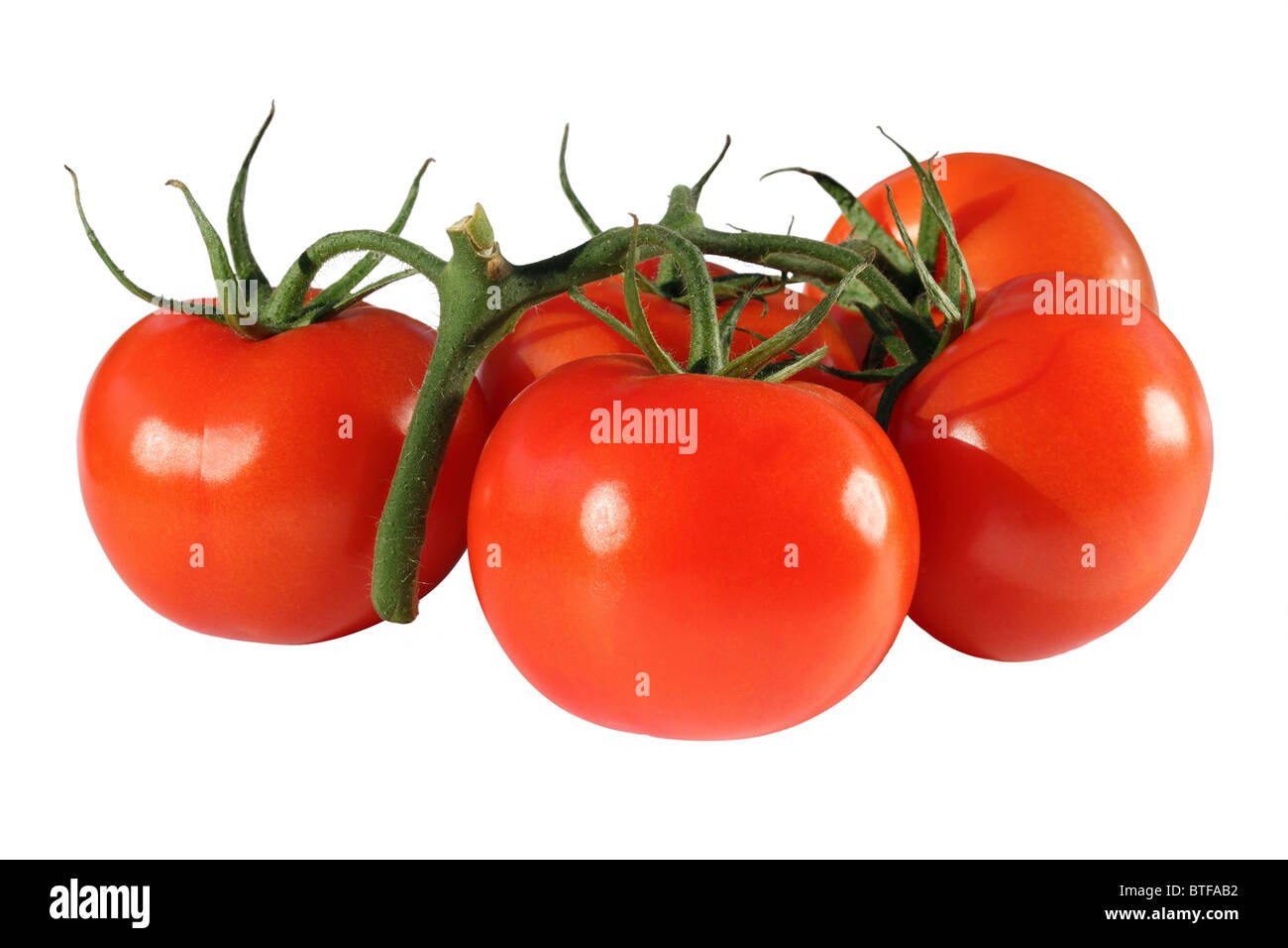 Tomaten auf Rebe Stockfoto