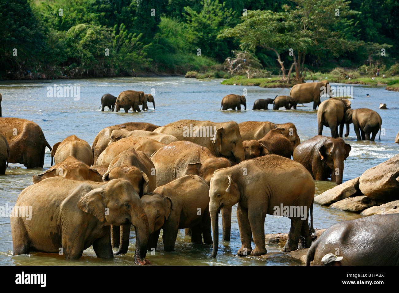 Elefanten Baden im Fluss bei Pinnawela Elephant Orphanage, Sri Lanka. Stockfoto