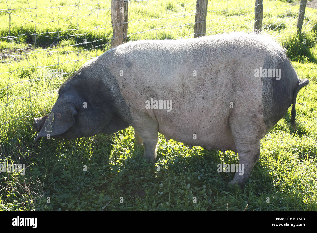 Schwarze Schwein Pays Basque Herkunft, Kintoa Tal, Pays Basque, Frankreich Stockfoto