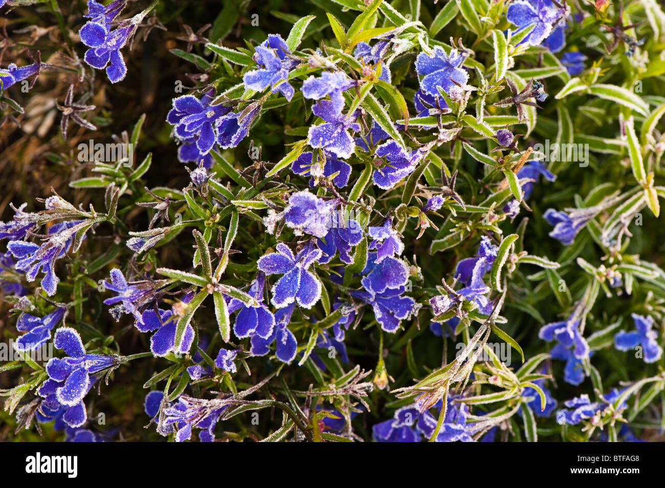 Lobelia Bush Dark Blue "Crystal Palace", Blüten in frost Stockfoto