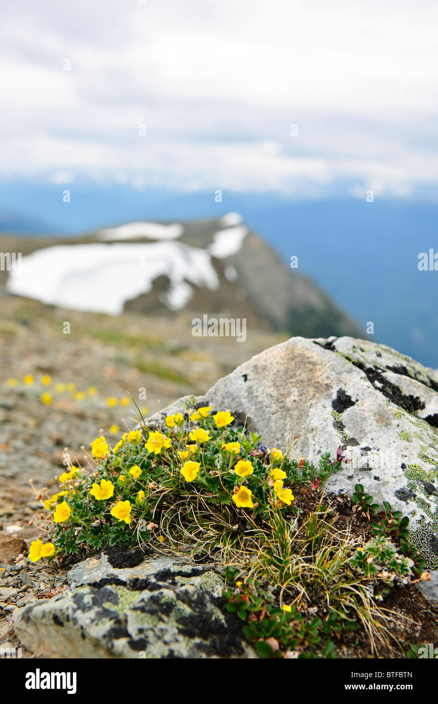 Almwiese mit Potentilla Blumen blühen auf dem Whistlers Mountain in Jasper Nationalpark, Kanada Stockfoto Almwiese mit Potentilla Blumen blühen auf dem Whistlers Mountain in Jasper Nationalpark, Kanada Stockfoto