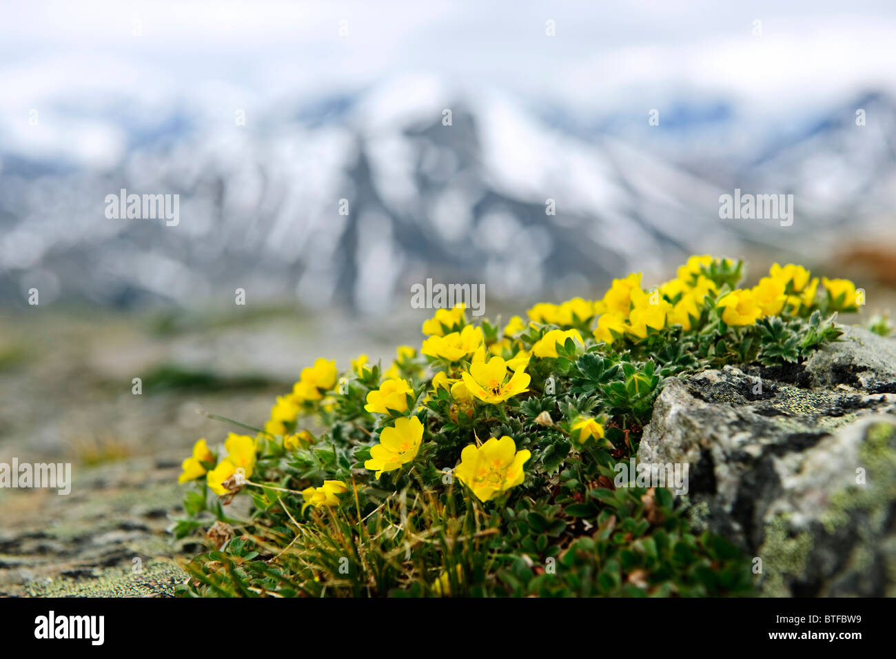 Almwiese mit Potentilla Blumen blühen auf dem Whistlers Mountain in Jasper Nationalpark, Kanada Stockfoto Almwiese mit Potentilla Blumen blühen auf dem Whistlers Mountain in Jasper Nationalpark, Kanada Stockfoto