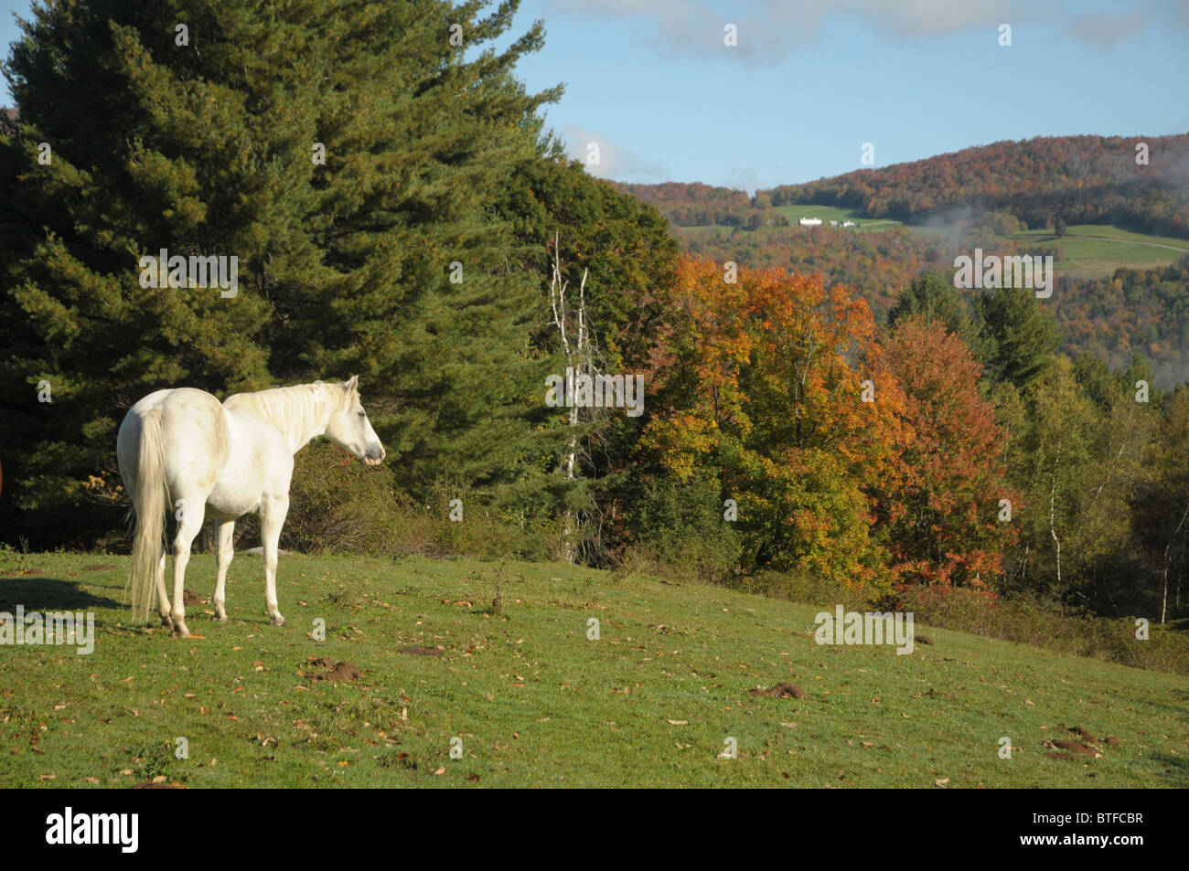 Ein Pferd grasen auf einer Wiese im Herbst in Vermont Stockfoto