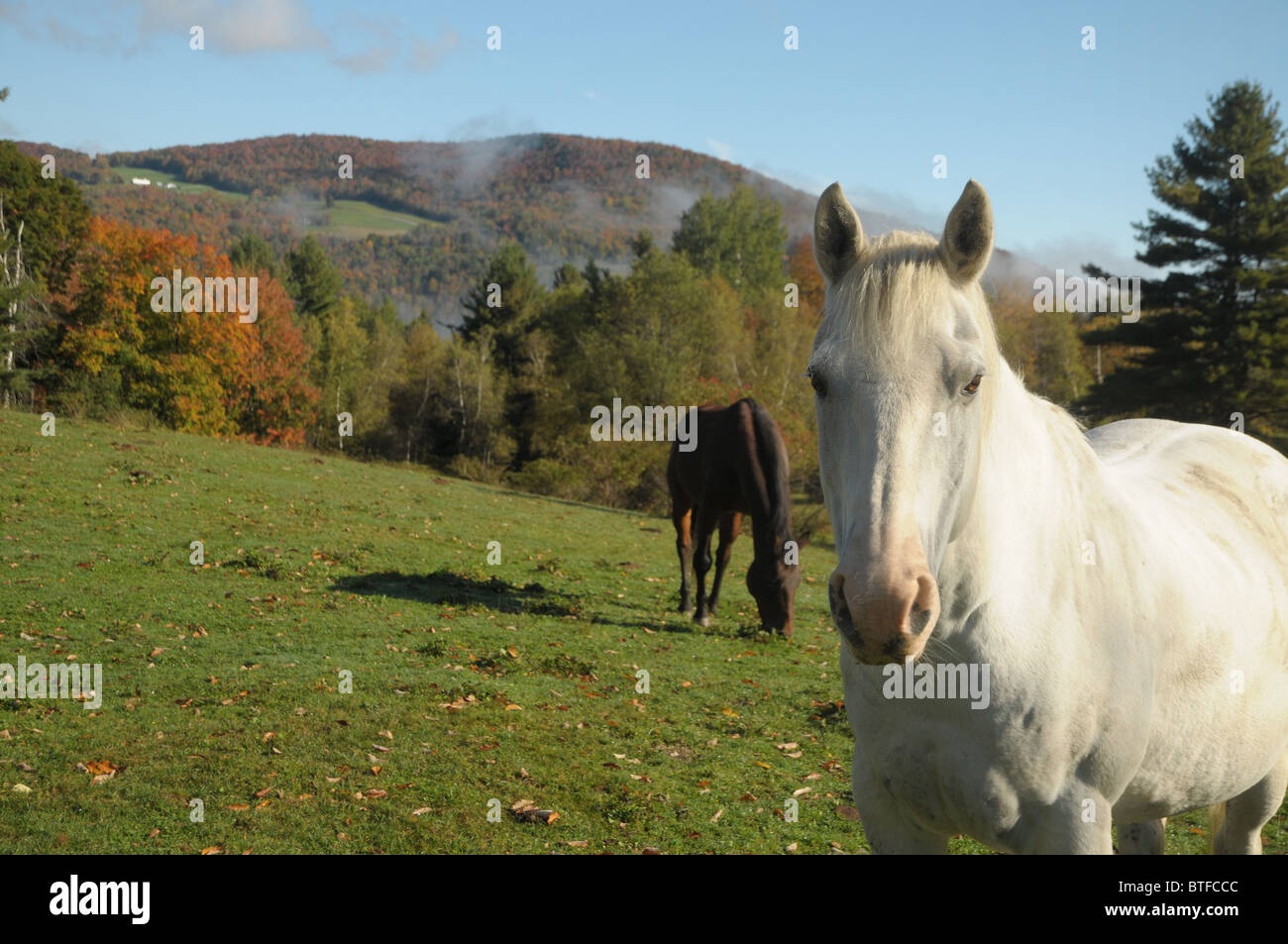 Ein paar Pferde grasen auf einer Wiese im Herbst in Vermont Stockfoto