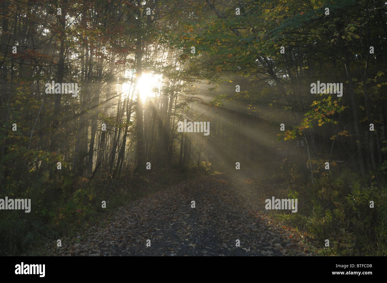 Die Sonne macht sich lustig über die Herbst-Bäume in Waitsfield, VT im frühen Morgennebel. Stockfoto