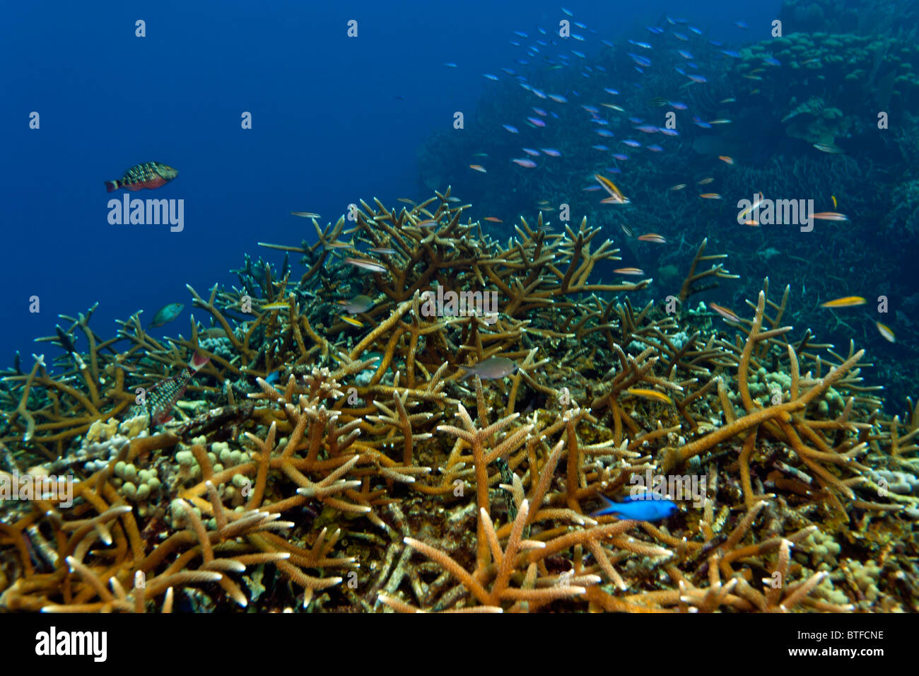 Korallenriff vor der Küste von Roatan Honduras Stockfoto