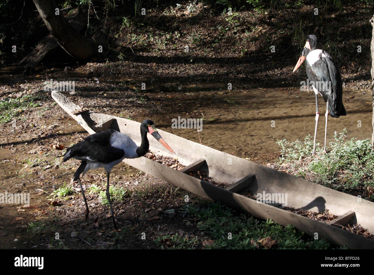 Saddlebill Storch, Nahrung Senegalensis, in Gefangenschaft bei den Nashville Zoo, Tennessee, USA. Stockfoto
