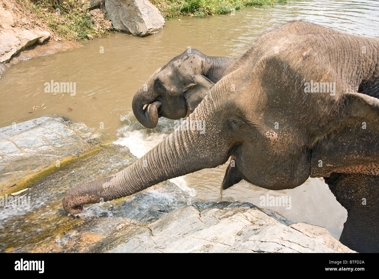 Elefanten spielen im sprudelnden Wasser am Wasserfall. Stockfoto