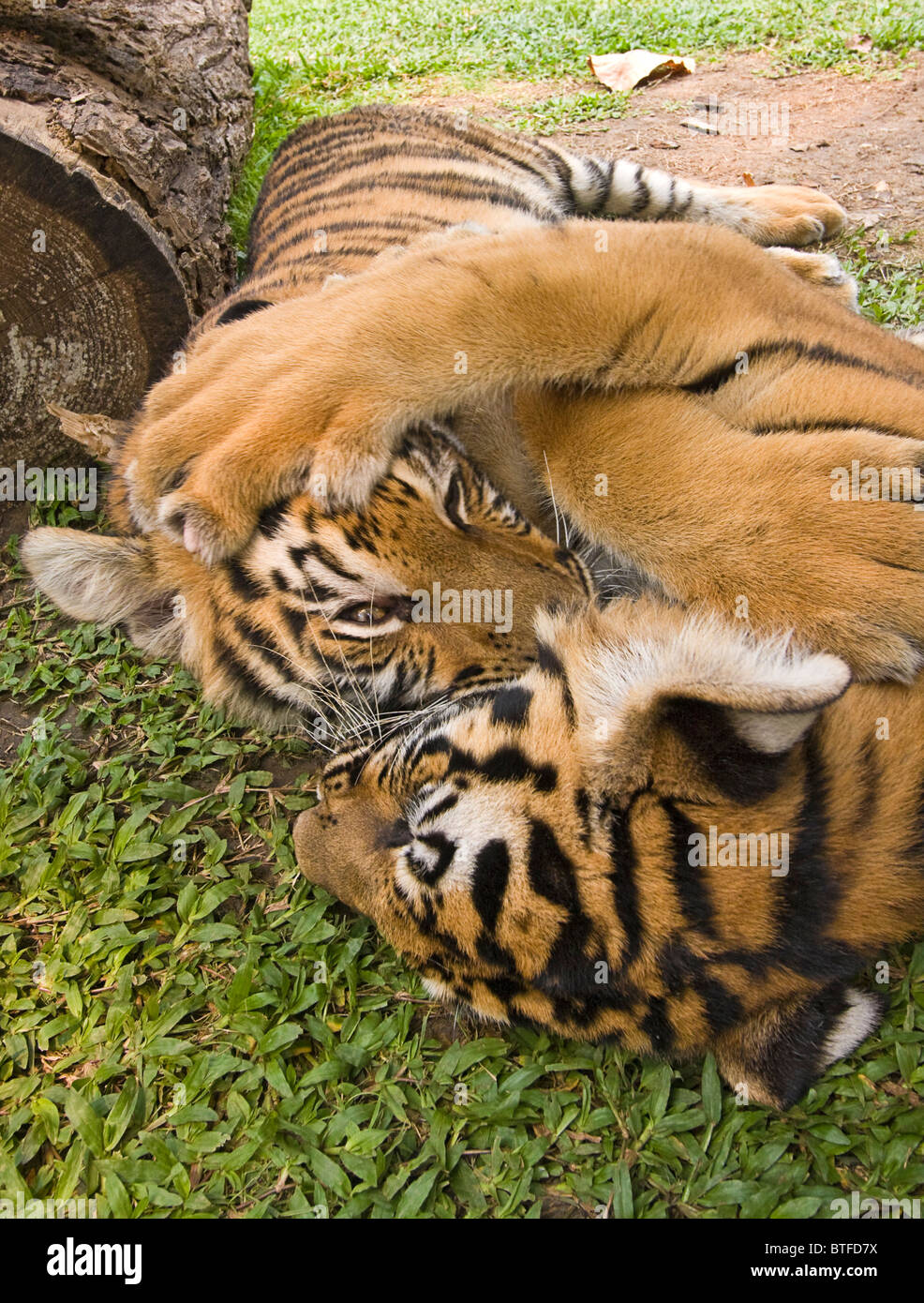 Sechs Monate alten Tigerbabys Ringen und spielen. Dies sind Indochinesische Tiger, genannt Corbett Tiger, eine Unterart in südöstlich gefunden Stockfoto