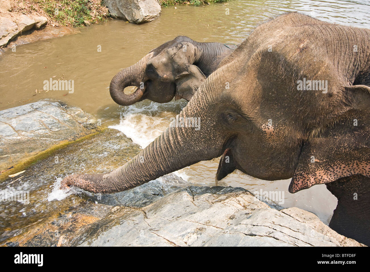 Elefanten spielen im sprudelnden Wasser am Wasserfall. Stockfoto