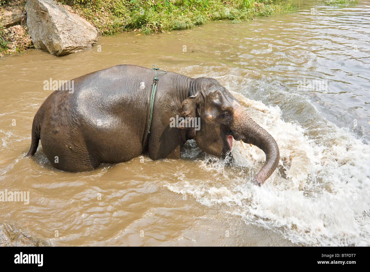 Elefant spielt im sprudelnden Wasser am Wasserfall. Patara Elefanten Farm, ein Elefant Rettungsaktion, Chiang Mai Thailand Stockfoto