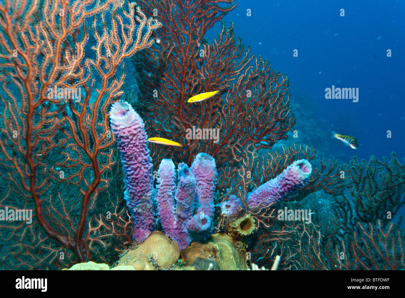 Lila Vase Schwamm am Korallenriff vor der Küste von Roatan Honduras Stockfoto