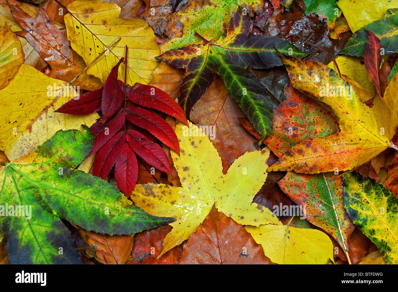 einer abstrakten Hintergrund der Blätter im Herbst Stockfoto