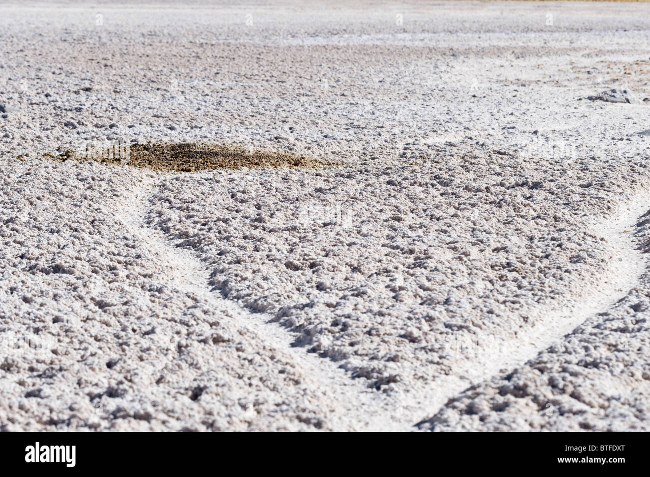Vicuña (Vicugna Vicugna) kommunale Dung Stapel auf 3800 m Höhe Nähe der Laguna Santa Rosa NP Nevado Tres Cruces Chile Stockfoto