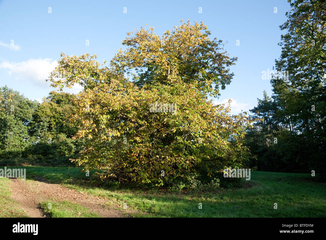 Sweet Chestnut Tree, Castanea sativa, Suffolk, Großbritannien Stockfoto