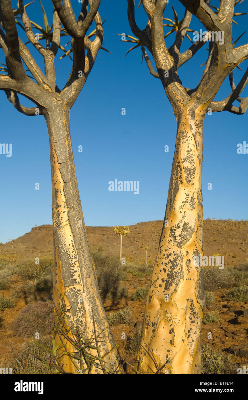 Köcher Baum Wald Namaqualand Northern Cape in Südafrika Stockfoto