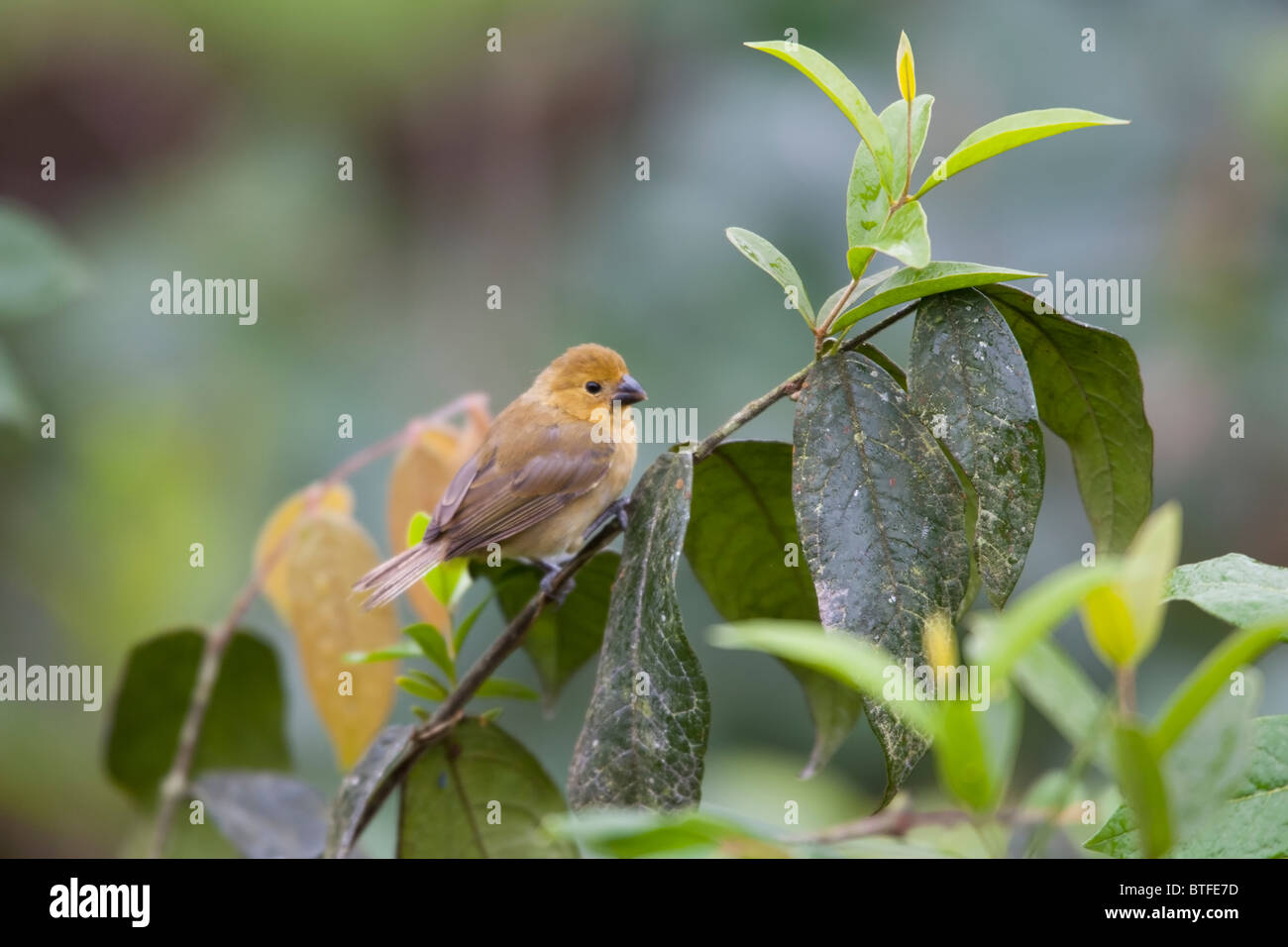 Sporophila corvina Fotos und Bildmaterial in hoher Auflösung Alamy
