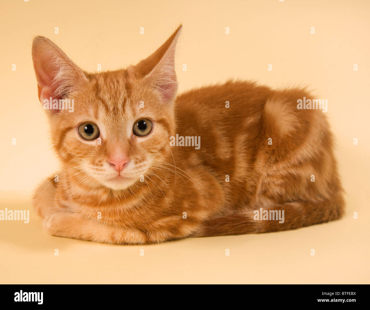 Studioaufnahme von Ginger Tom Kitten Tabby Katze liegend und Blick auf Kamera Stockfoto