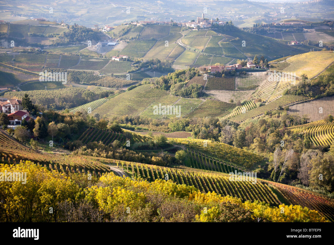 Weinberge, Serralunga (CN), Piemont, Italien Stockfoto