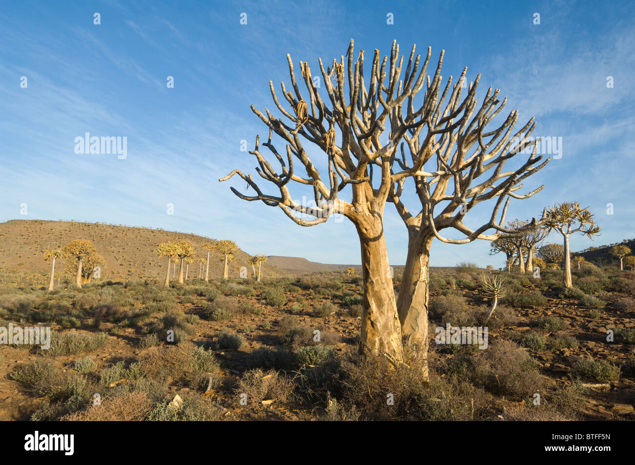 Köcherbaumwald, Namaqualand, Northern Cape, Südafrika Stockfoto