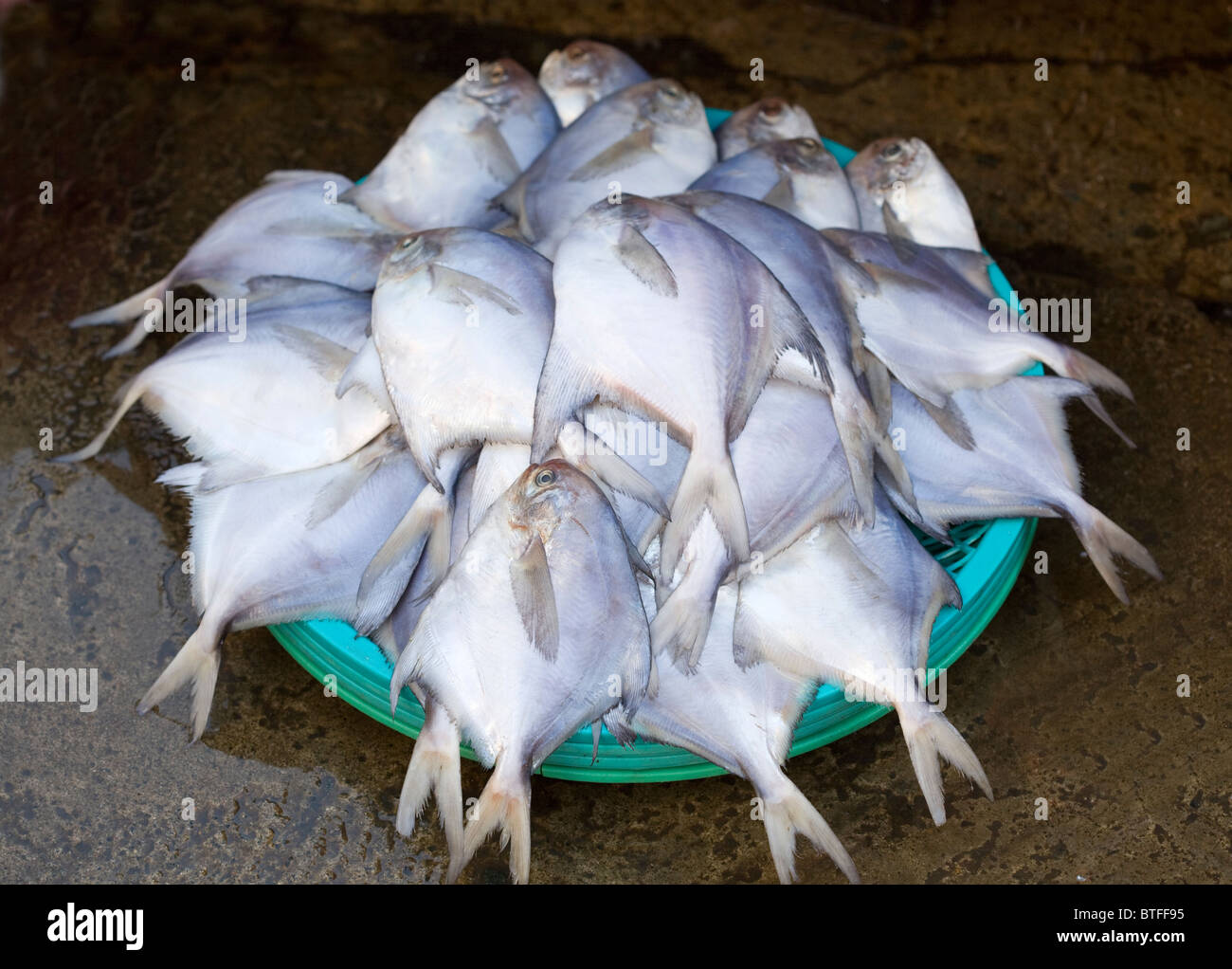 Jagalchi Fisch Markt Busan in Südkorea Stockfoto