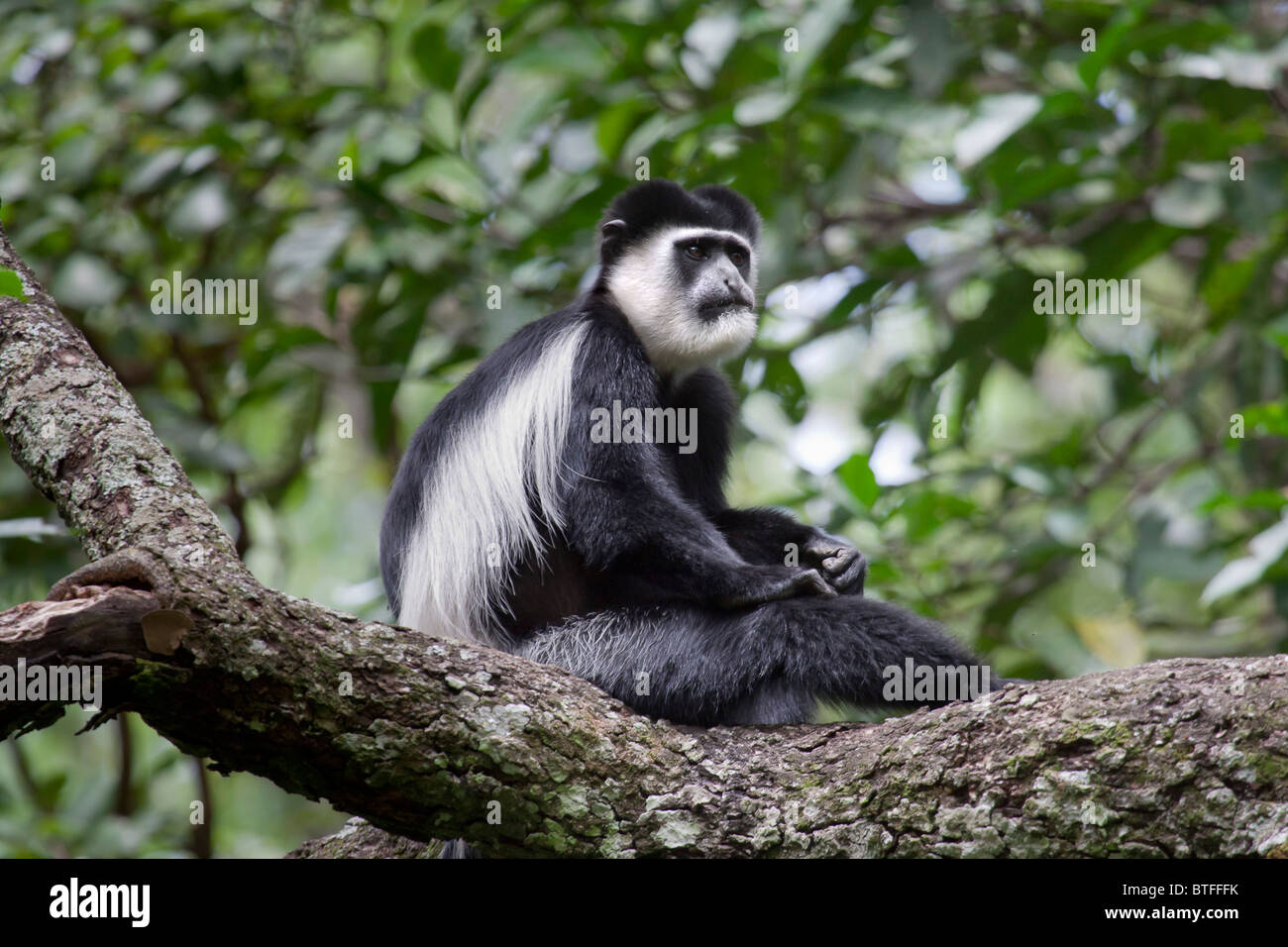 Östlicher oder bemantelter Schwarzweiß-Colobus (Colobus guereza) in einem Baum, Kakamega Forest, Kenia. Stockfoto