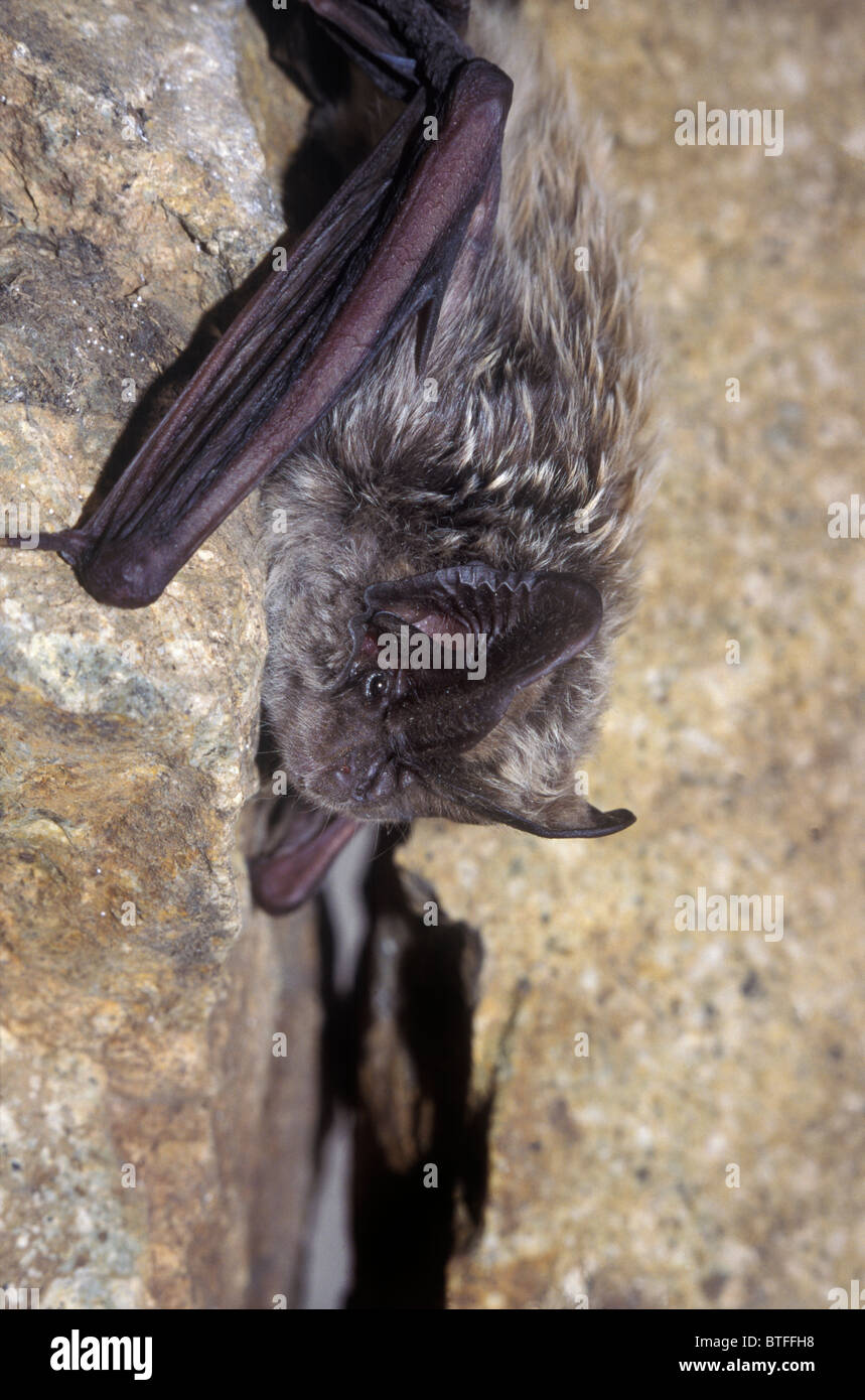 Kaspische Barbastelle Fledermaus (Barbastella caspica), Tadschikistan. Stockfoto