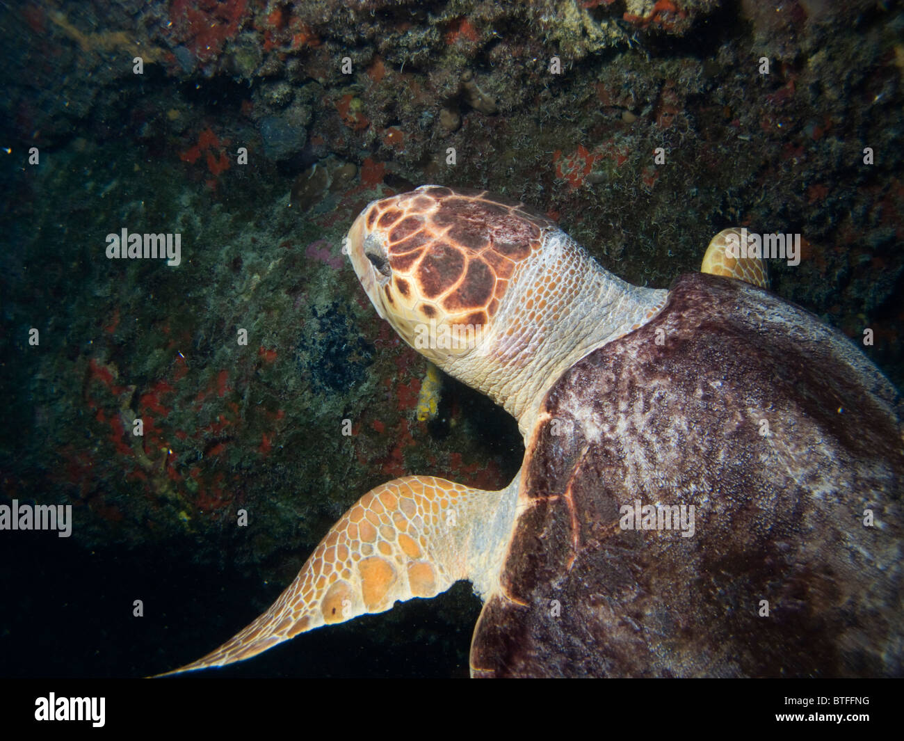 Schildkröte, Nassau, Bahamas Stockfoto