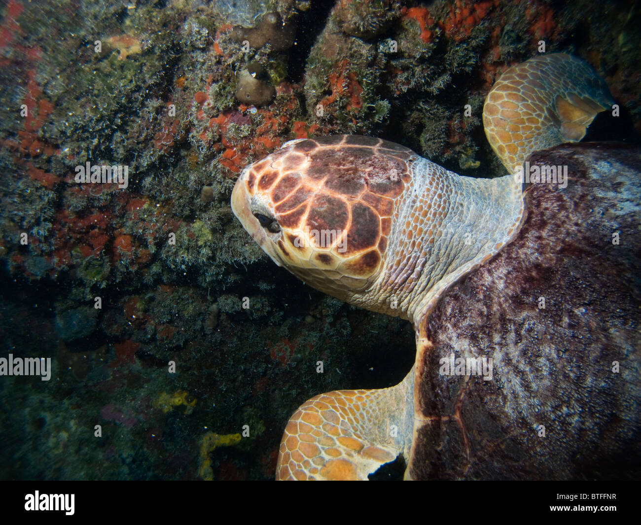 Schildkröte, Nassau, Bahamas Stockfoto