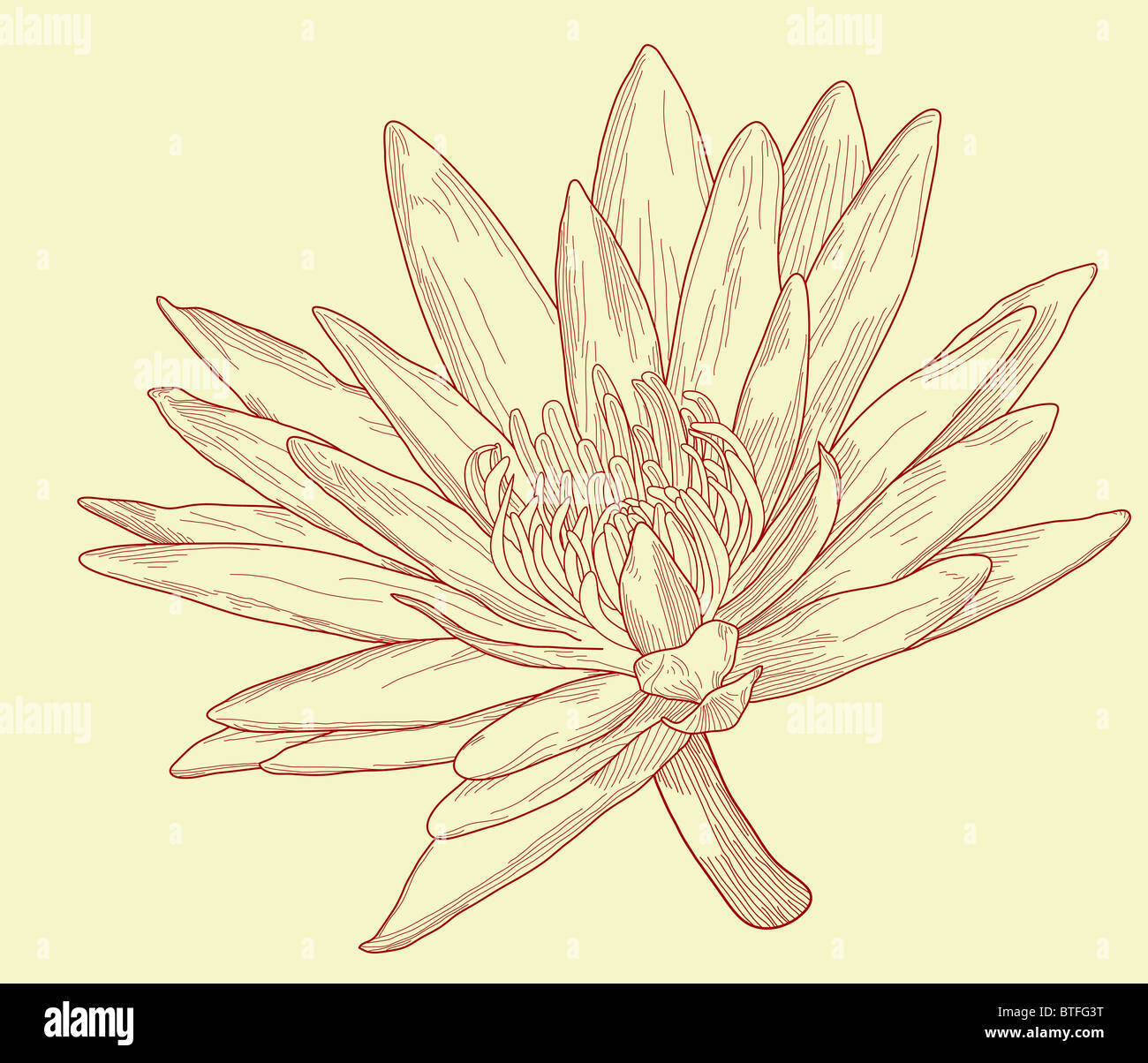 Abbildung einer Seerose Blume Stockfoto