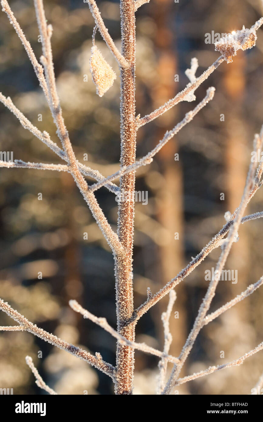 Frost-Brich Blatt auf Natur Hintergrund Stockfoto