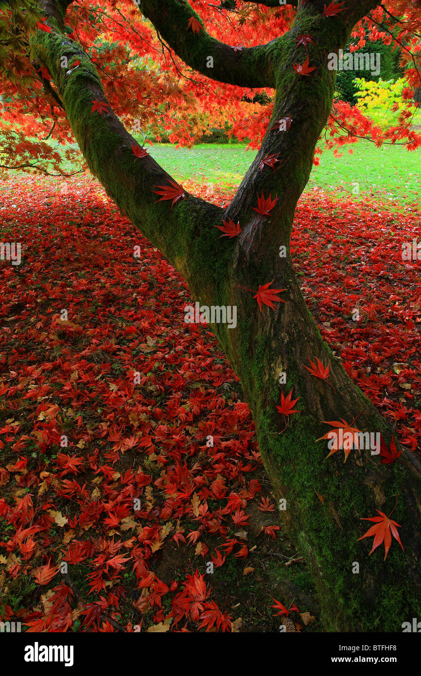 Acer Baum; Herbst; VEREINIGTES KÖNIGREICH; Stockfoto