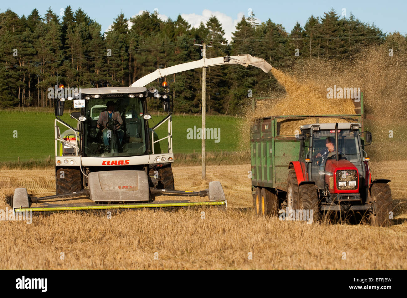 Machen Alkalage mit Wholecrop Getreide für Tier füttern. Stockfoto