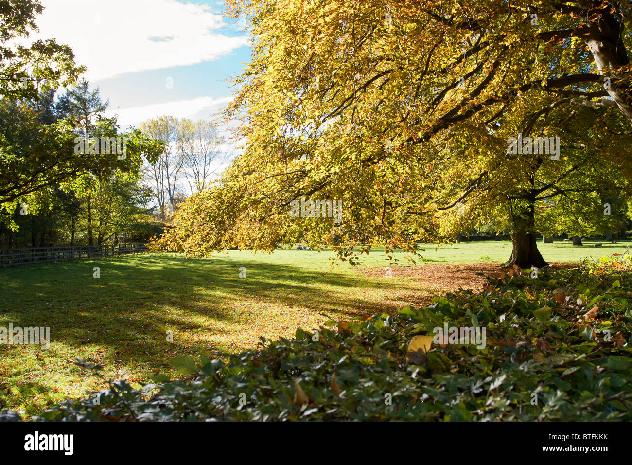 Herbst-Scenic Bywell, Northumberland Stockfoto