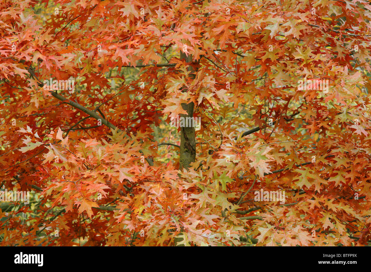 Roten Eichenlaub Pin im Herbst im Herbst Quercus palustris Stockfoto