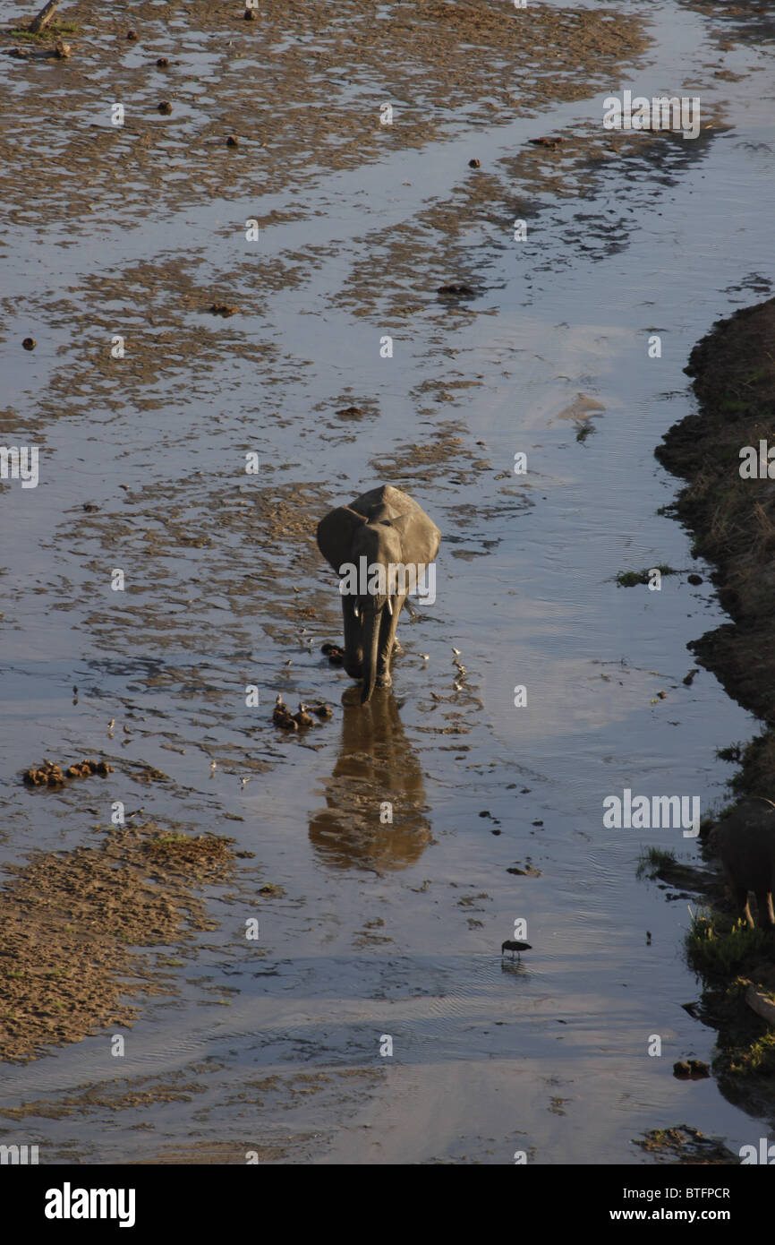 Elefant Stockfoto