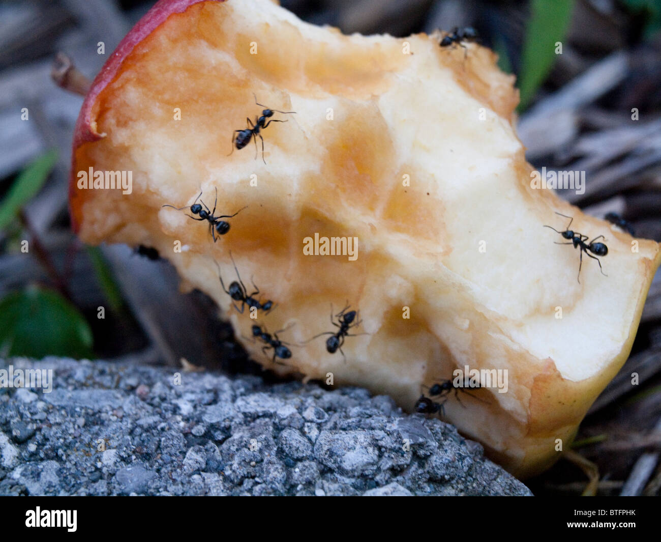Ameise und essen Fotos und Bildmaterial in hoher Auflösung Alamy
