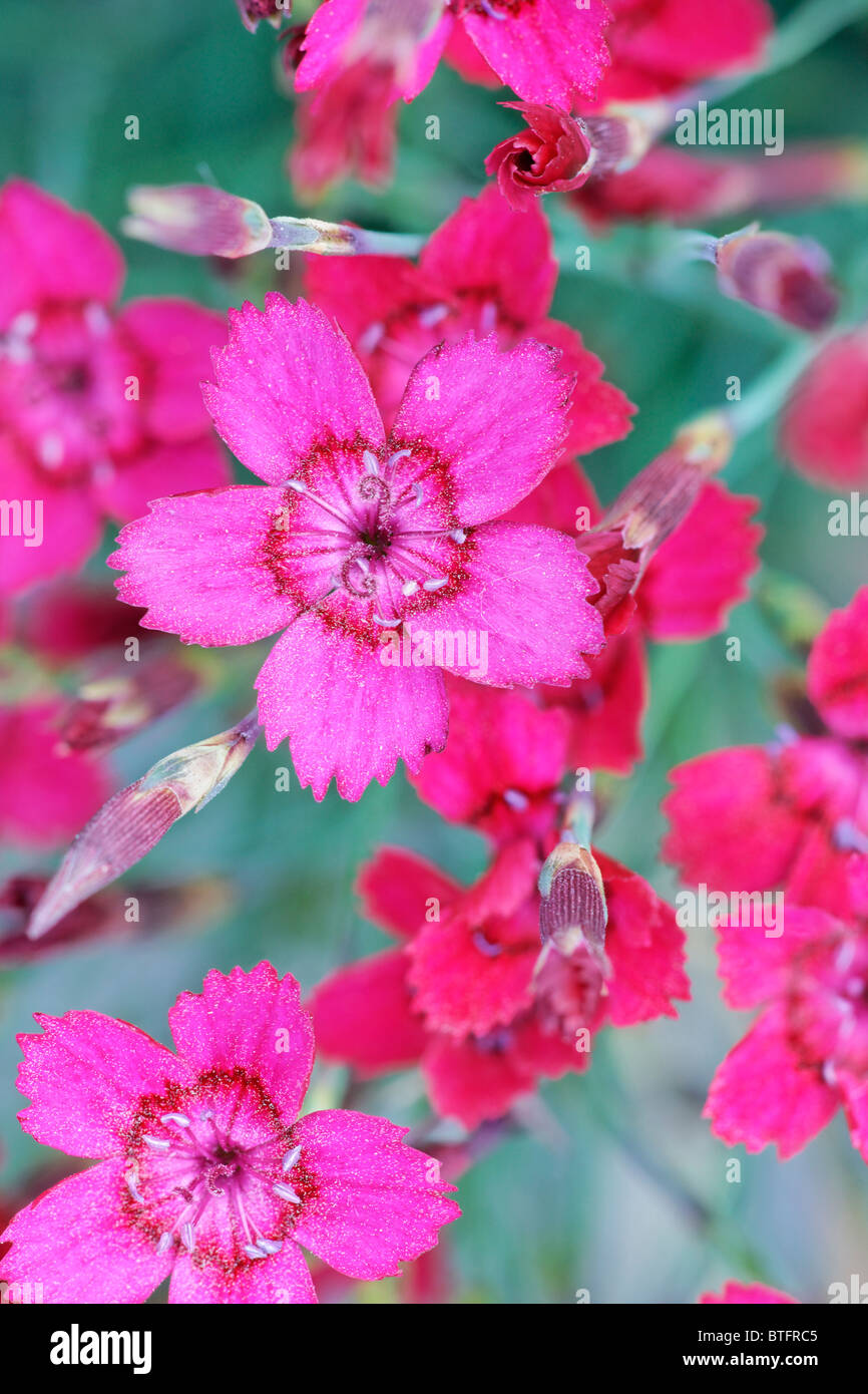 Dianthus Deltoides, Mädchen Rosa. Blinklicht Stockfoto