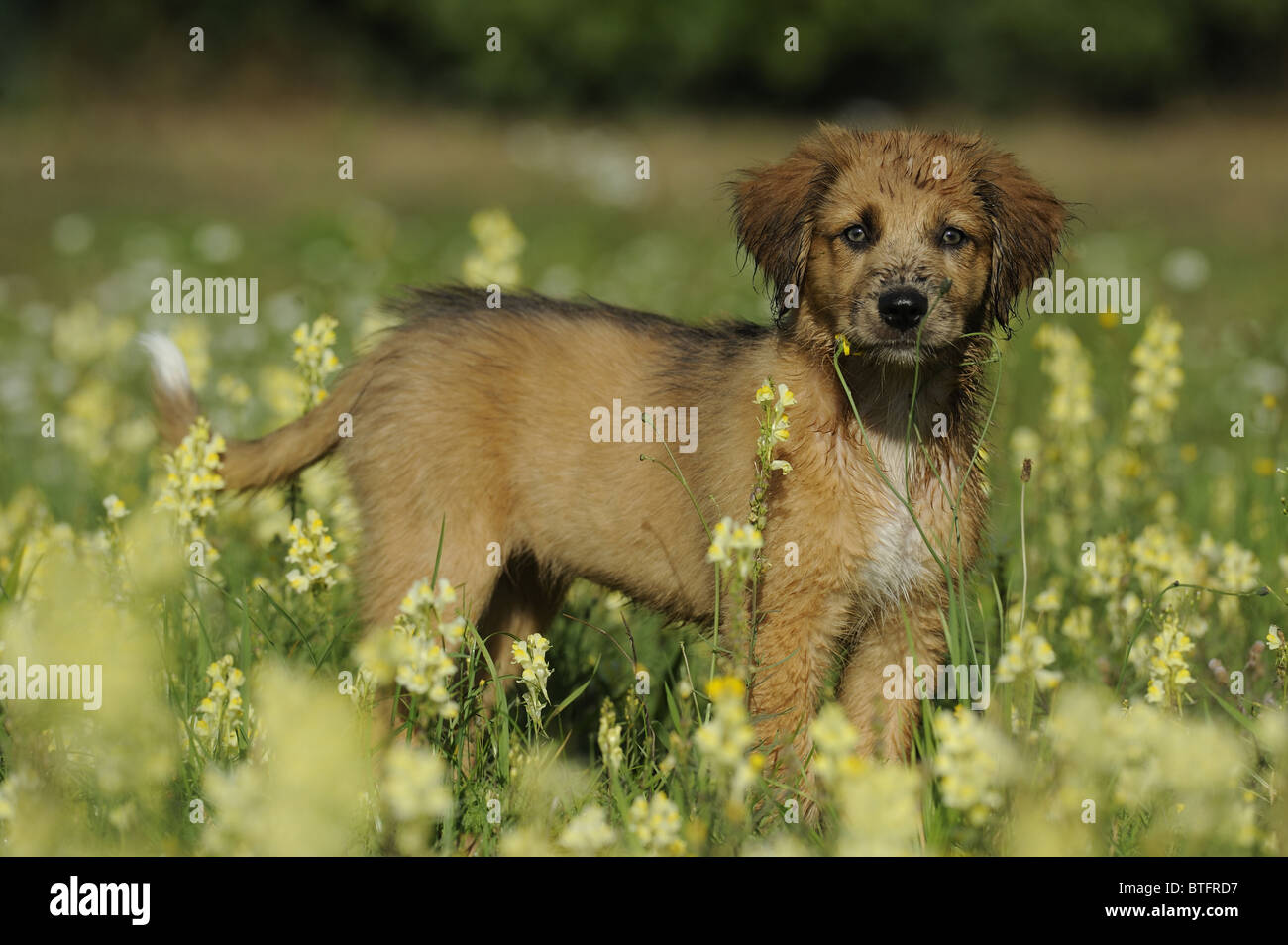 Waeller (Canis Lupus Familiaris). Welpe stehend auf einer blühenden Wiese. Stockfoto