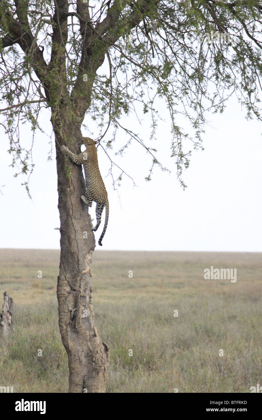 Leopard Kletterbaum Stockfoto