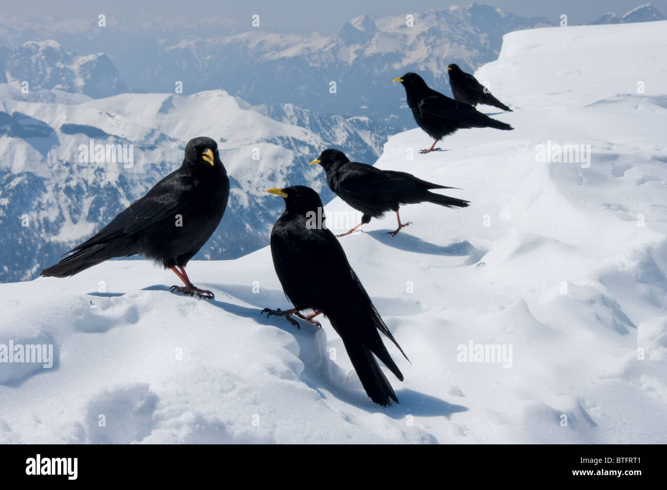 Fünf gelb-billed Dohlen auf einem Berggipfel in den Dolomiten Italien Stockfoto