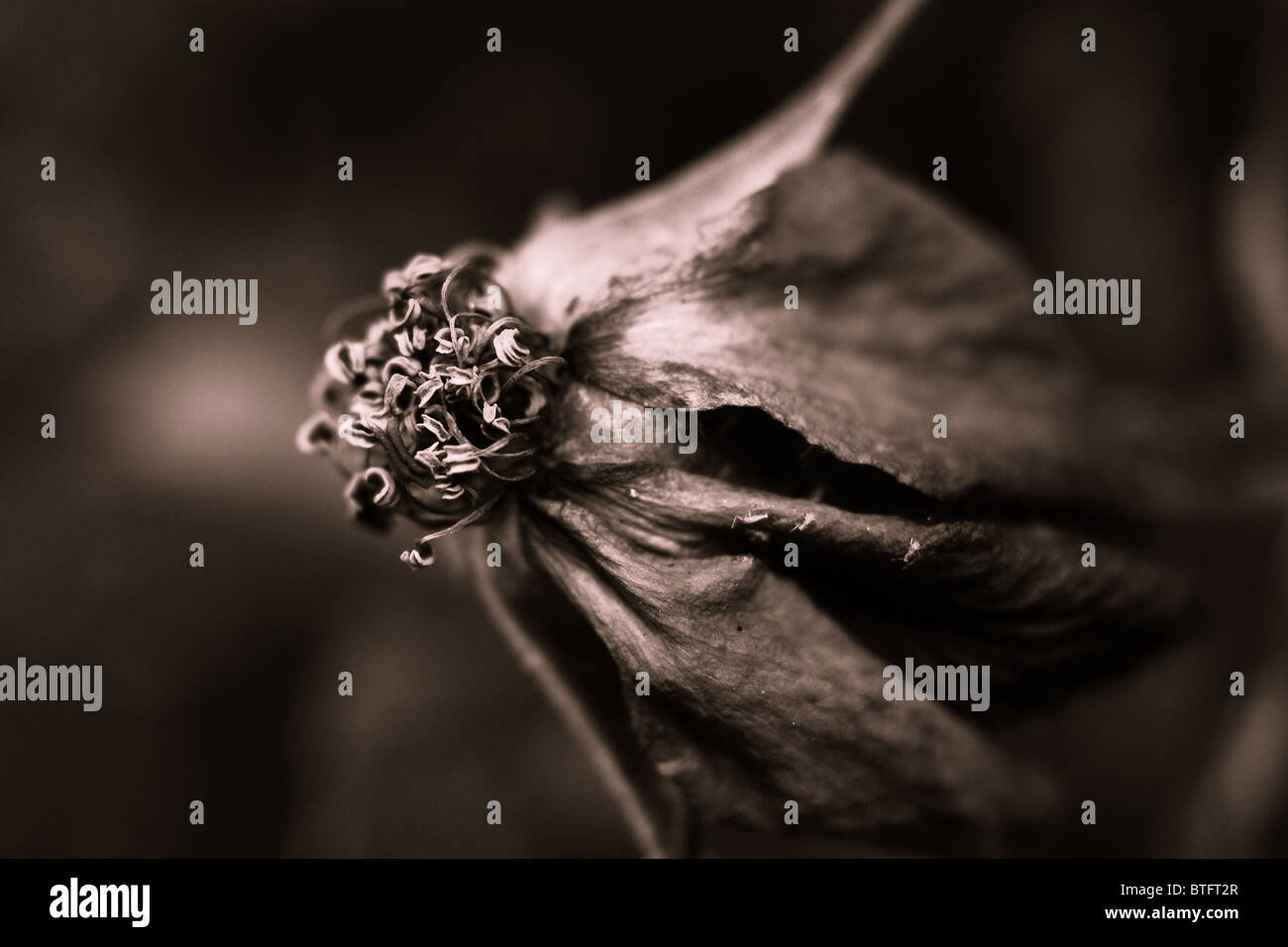 Verwelkte rose Sepia getönt Stockfoto