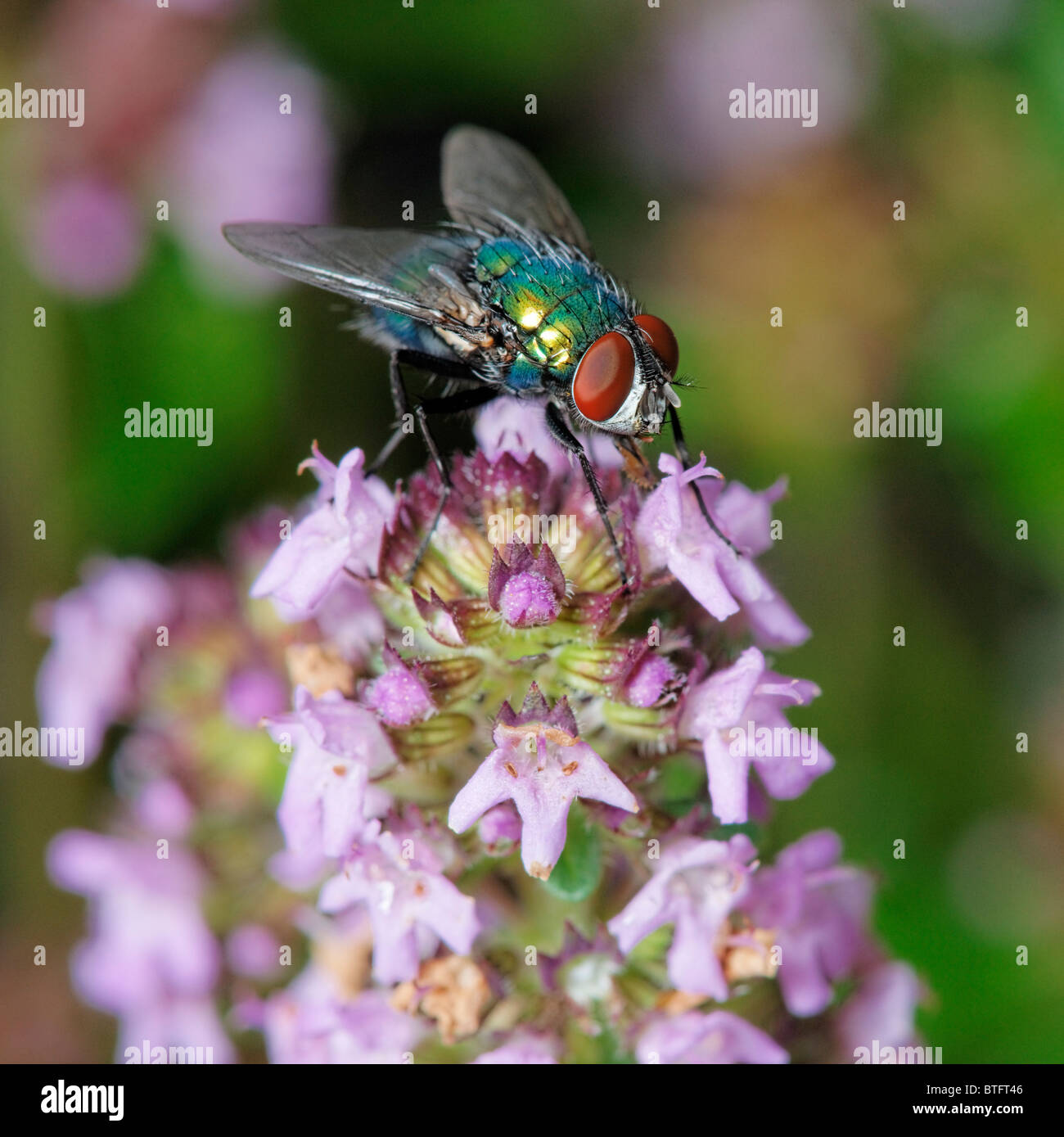 Eine Fliege, die Fütterung auf Thymus. Möglich eine grüne Flasche, Lucilia caesar Stockfoto
