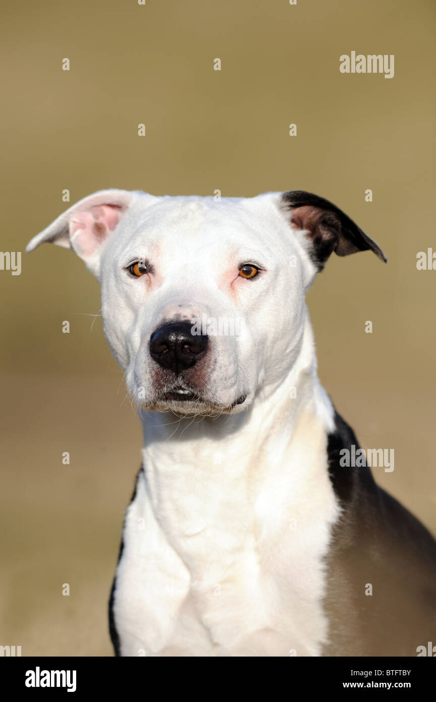American Pit Bull Terrier (Canis Lupus Familiaris), Portrait. Stockfoto