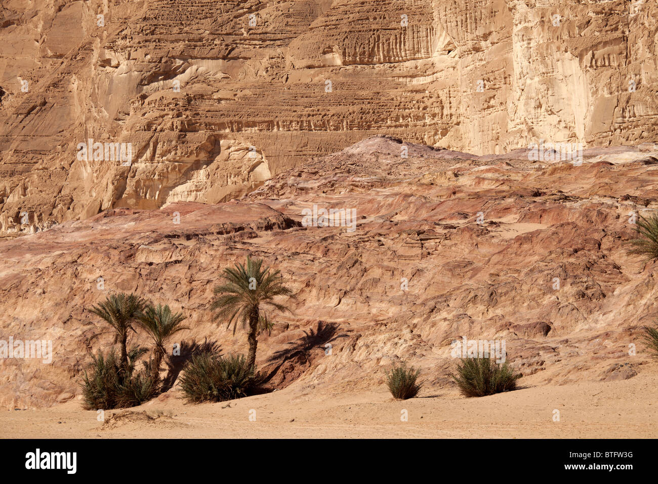 Dattelpalmen an Ain Khudra Oase, Sinai, Ägypten, Afrika Stockfoto